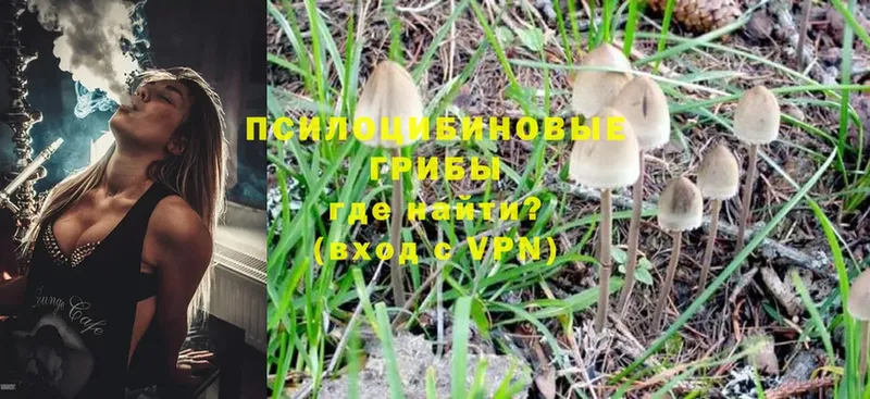 Галлюциногенные грибы Magic Shrooms  как найти наркотики  Качканар 